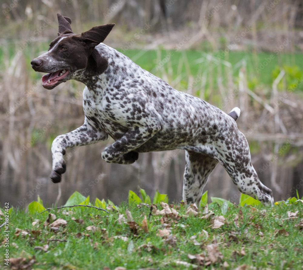 german shorthaired pointer