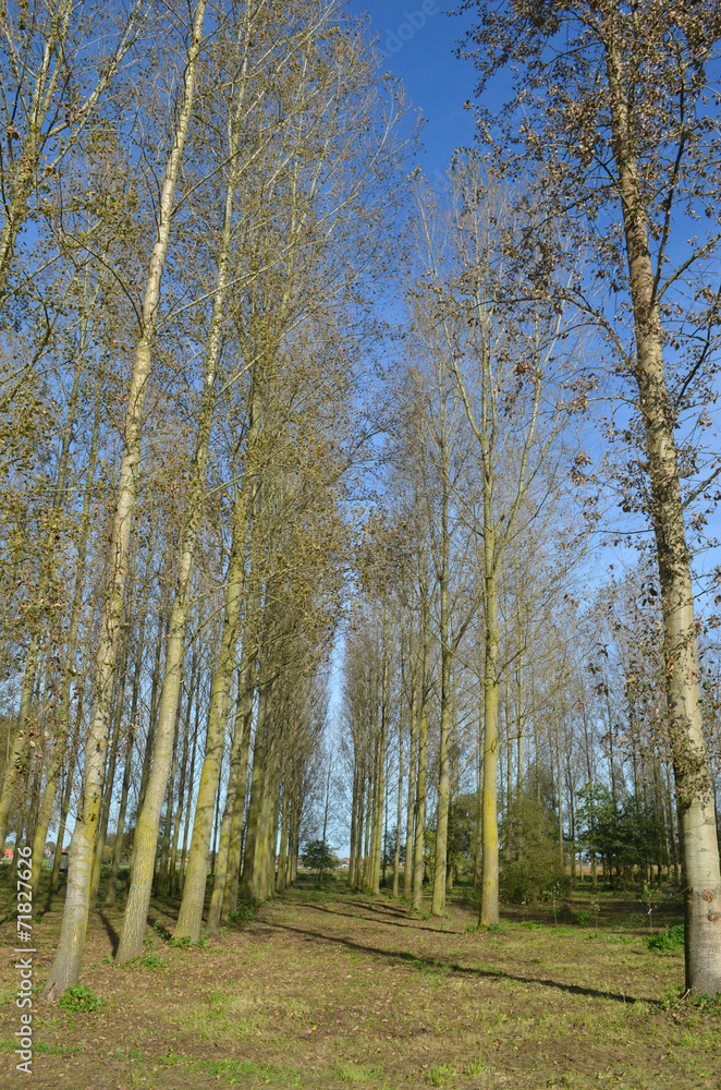 Fototapeta premium small group of birch trees