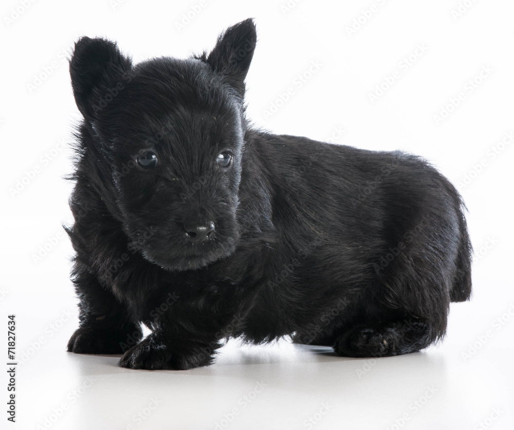 cute puppy cute puppy