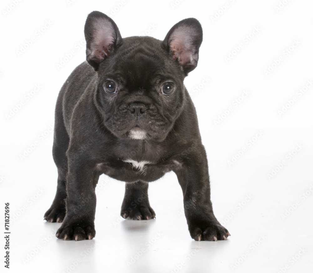 french bulldog puppy