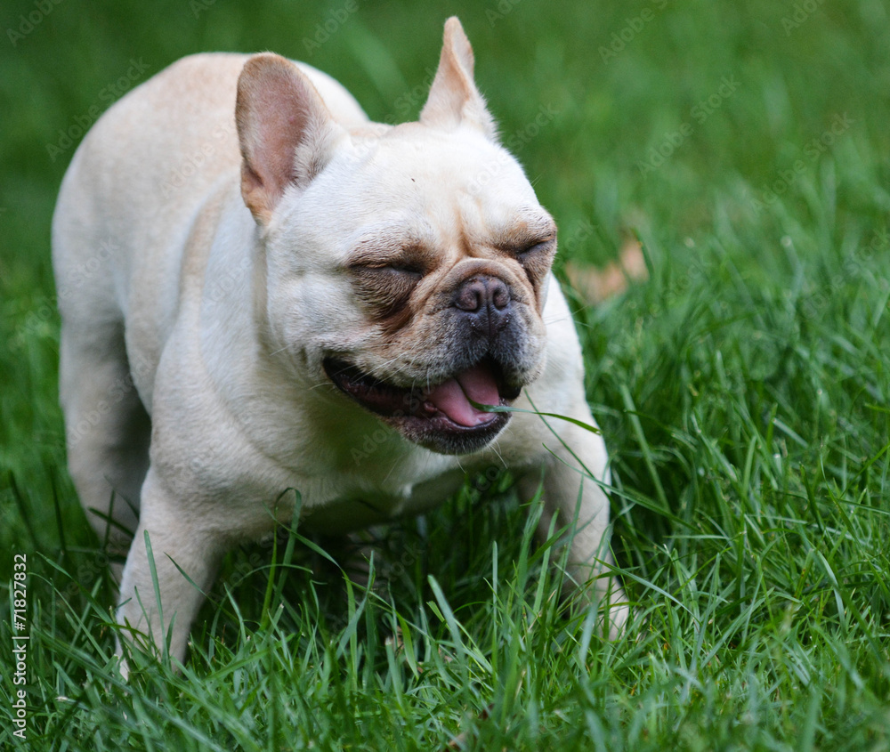 dog eating grass