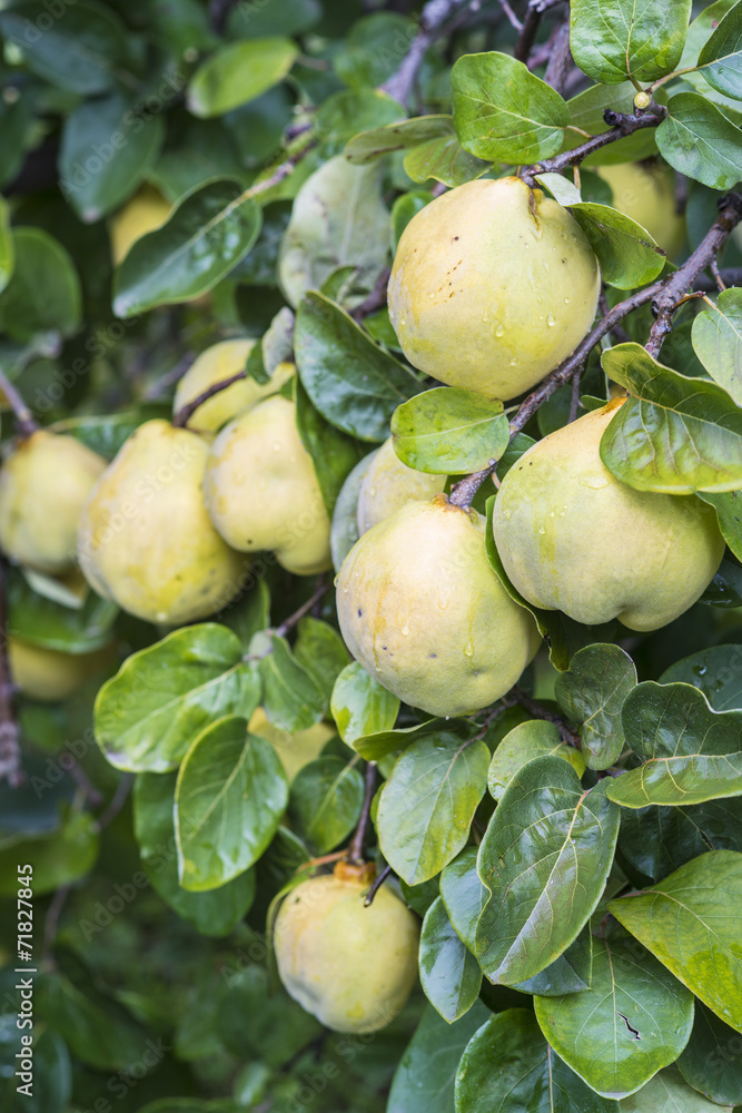 Unpicked quinces in the fruit garden Unpicked quinces in the fruit garden