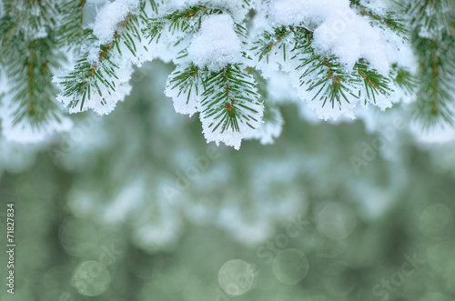 Background with snow-covered fir branches