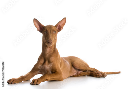 Tablou canvas pharaoh hound