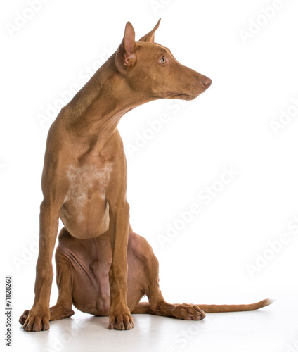 pharaoh hound