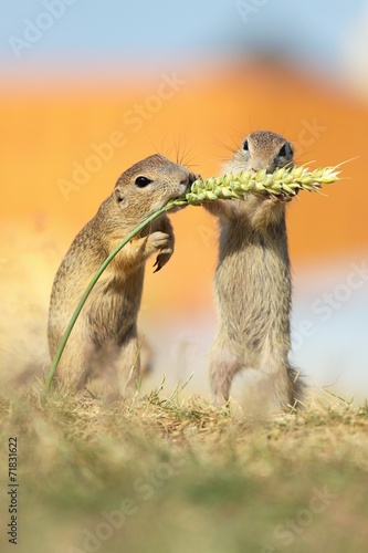 European ground squirrel, lat. Spermophilus citellus