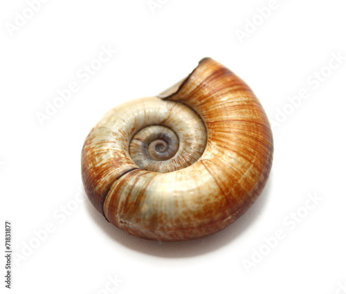 Close up of river shell isolated on white background