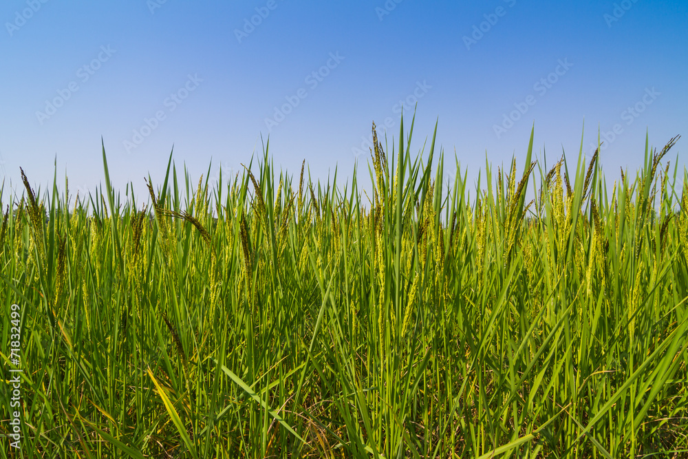 Rice against blue sky
