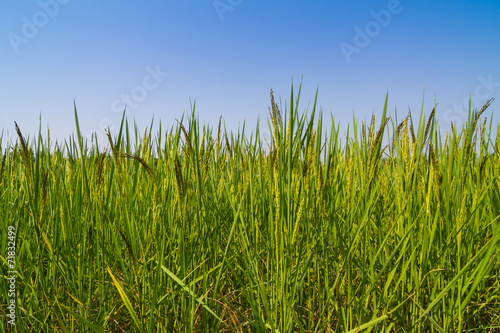 Rice against blue sky
