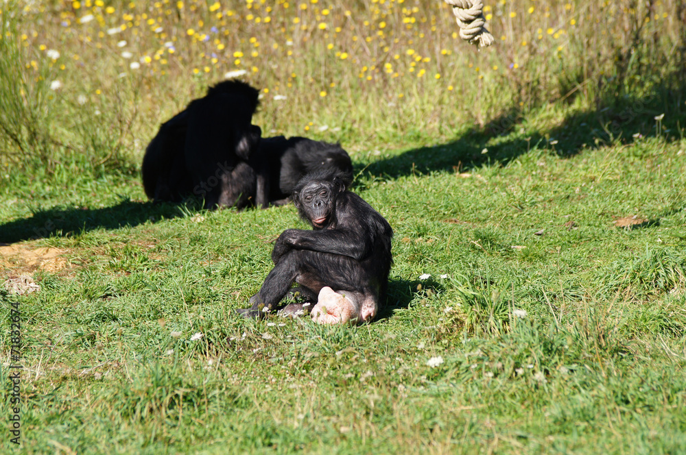 Chef et doyenne du groupe de Bonobo Chef et doyenne du groupe de Bonobo