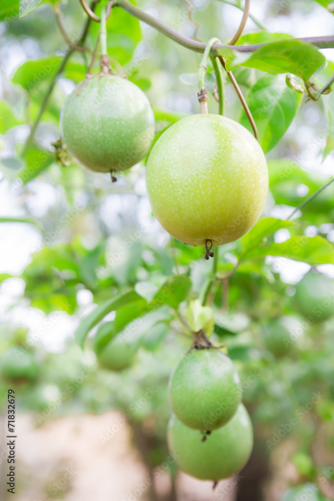 Passion fruit (passiflora edulis ) Passion fruit (passiflora edulis )