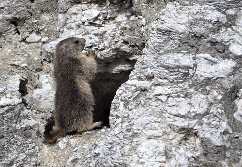 Young alpine marmot standing