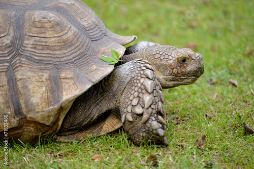 African spurred tortoise on grass