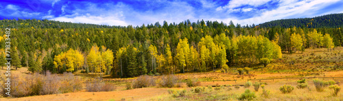 Aspens of New mexico