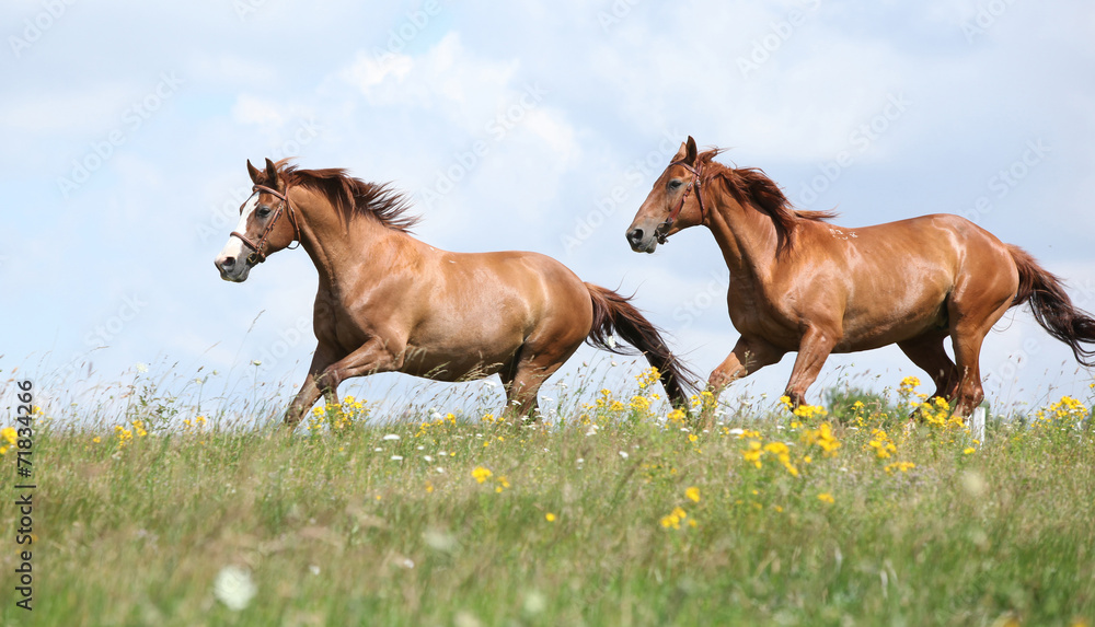 Two chestnut horses running together Two chestnut horses running together