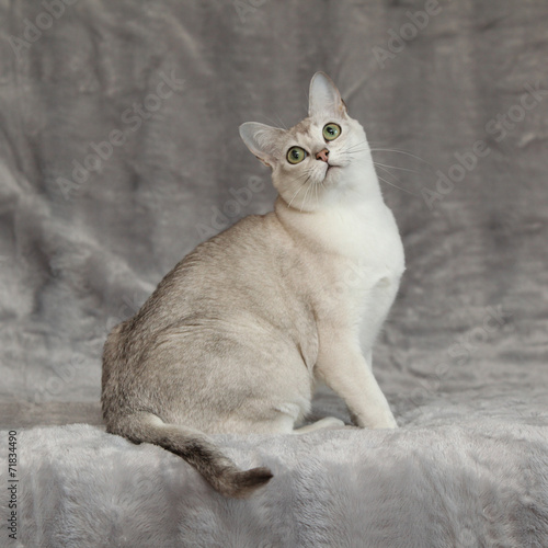 Amazing Burmilla in front of silver blanket photo