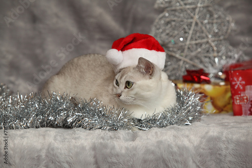 Fotografie Nice Christmas Burmilla in front of gifts