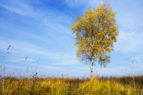 Obraz na płótnie yellow birch on blue sky background w salonie