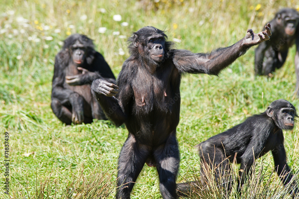 Naklejka premium Bonobo demandant à manger