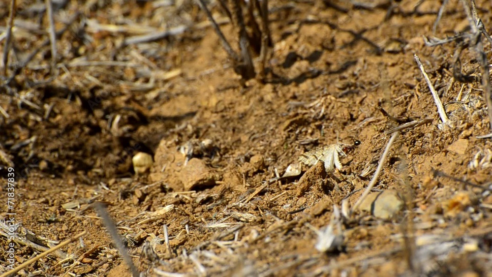 Ants Carrying Butterfly Ants Carrying Butterfly