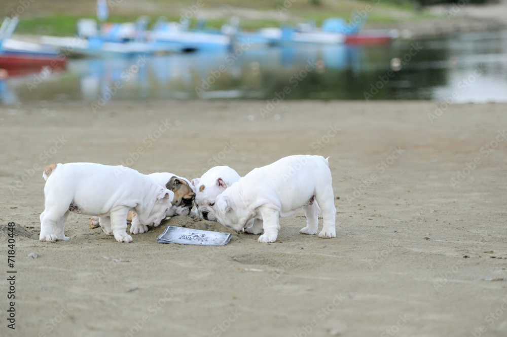 little bulldogs play on the sands