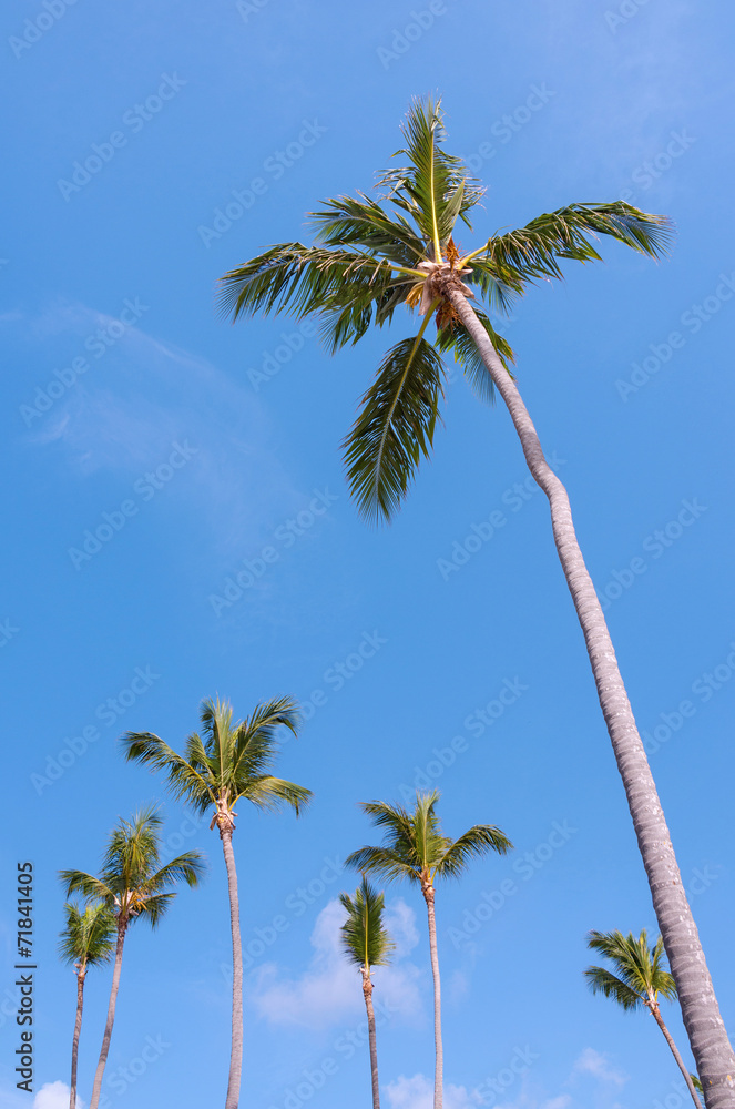 Fototapeta premium Tall coconut palm tree