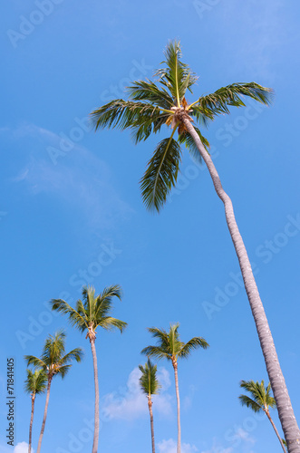 Tall coconut palm tree