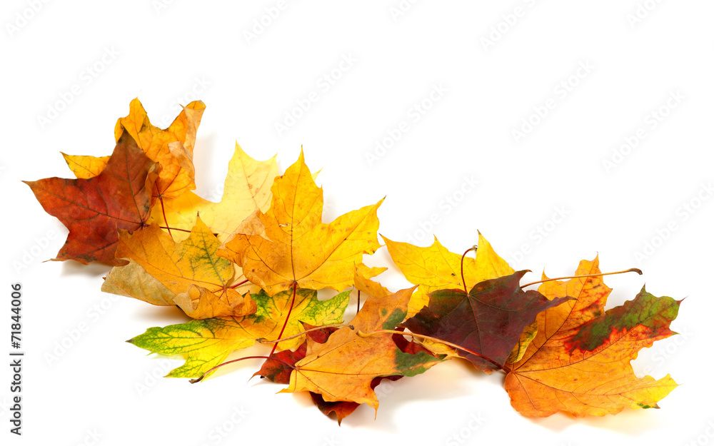 Obraz premium Dry multicolor maple leafs isolated on white background