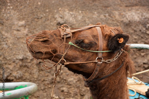 camello en el desierto © uzkiland