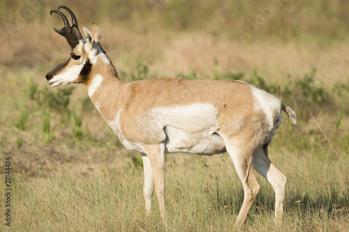 Pronghorn Antelope Buck