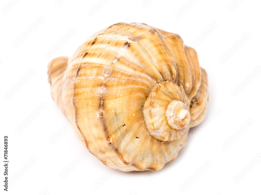 Sea Shell Isolated On White