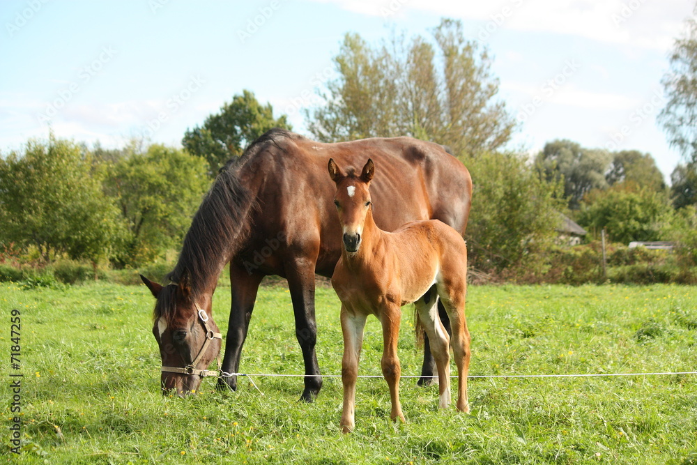 Young foal and his mother at the pasture