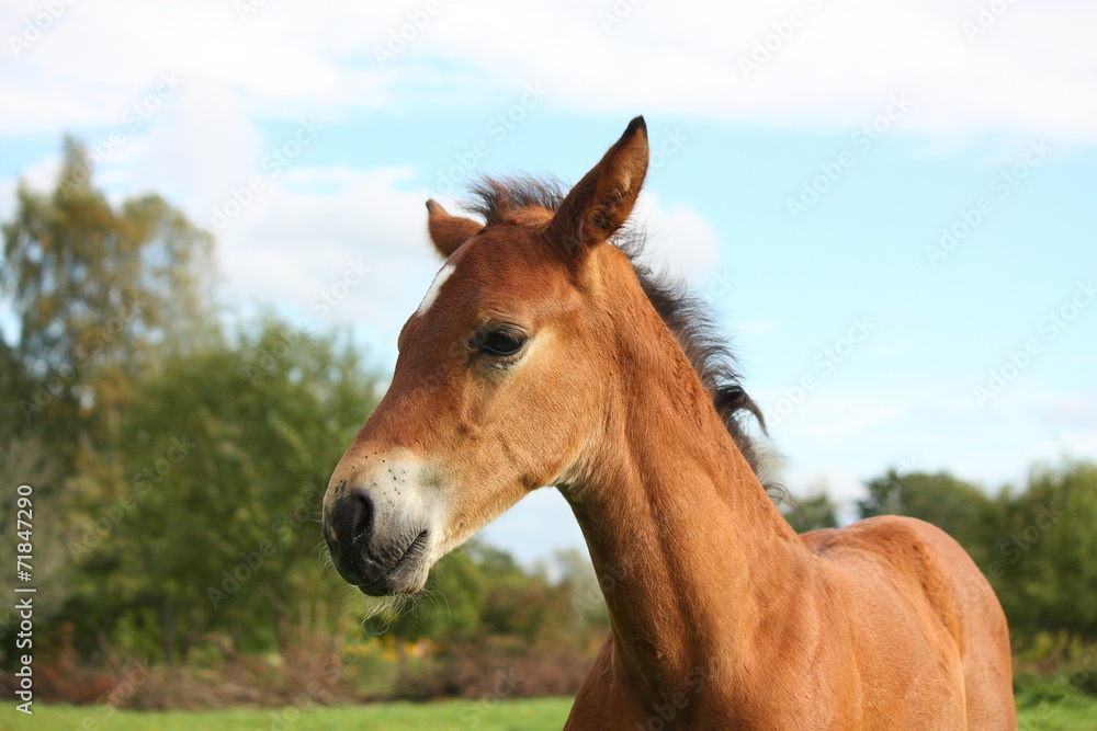 Cute brown foal portrait in summer Cute brown foal portrait in summer