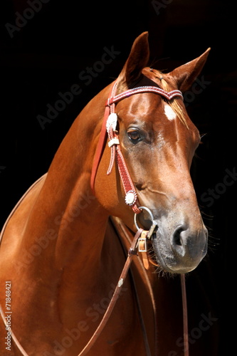 Brauner mit Westerntrense