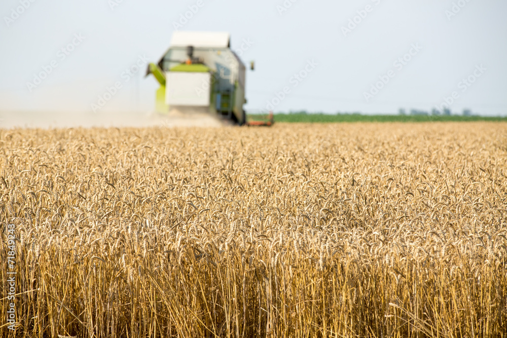 Fototapeta premium Combine harvester in action on wheat field