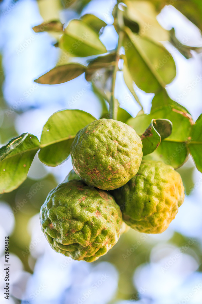 Bergamot Bergamot