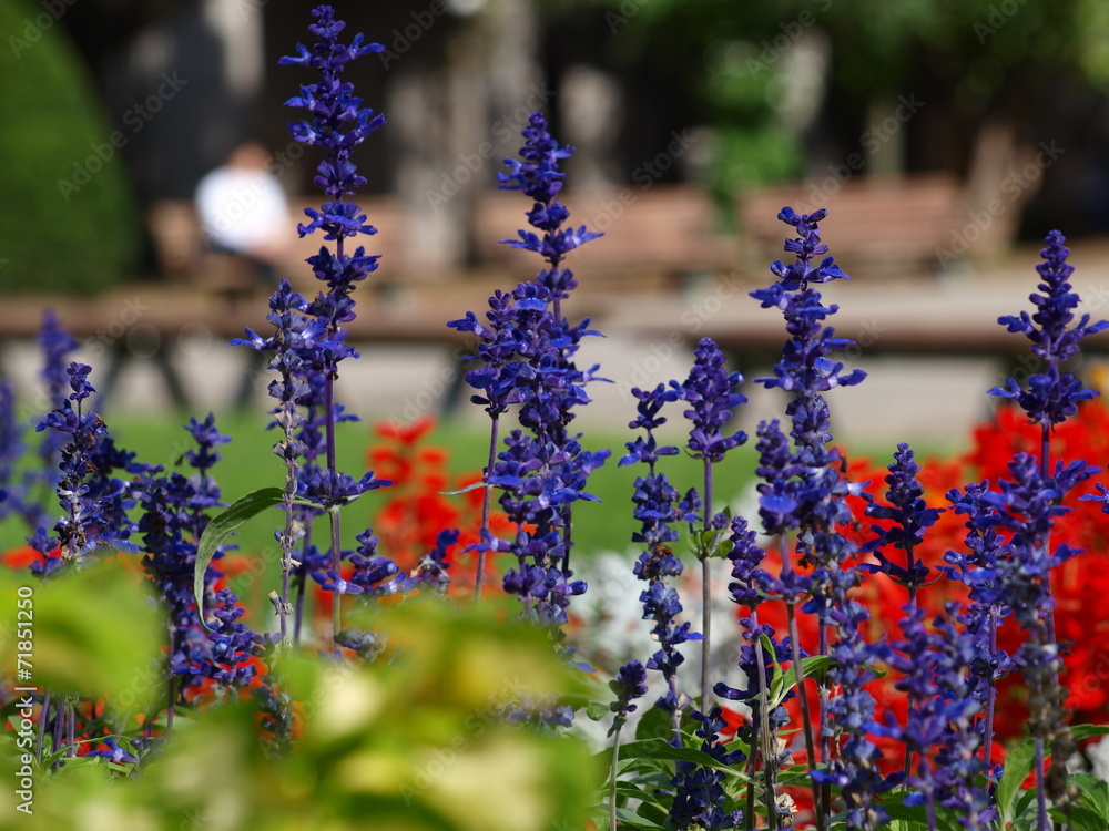 公園の花壇 公園の花壇