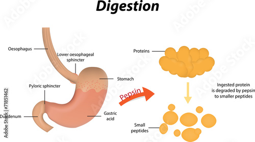Protein Digestion photo
