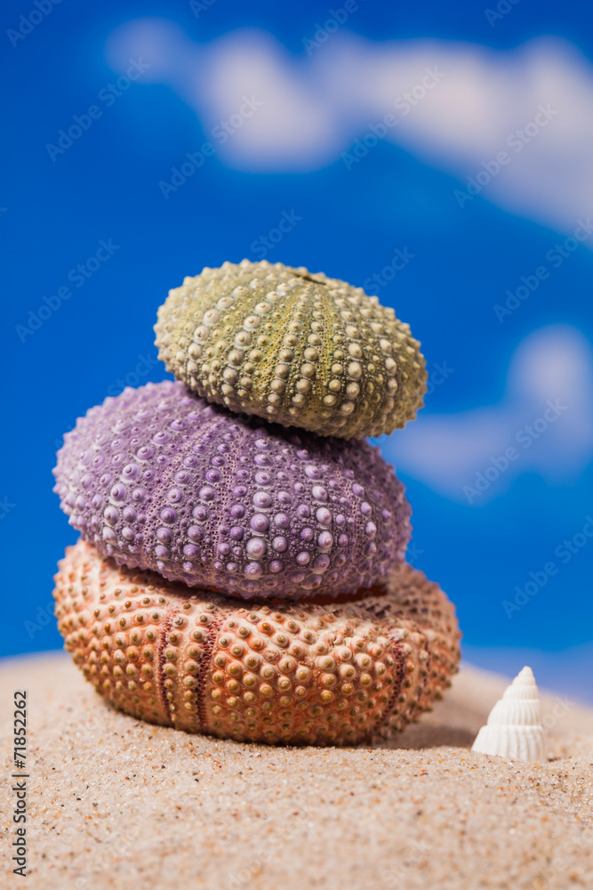 Sea shells on sand and blue sky Sea shells on sand and blue sky