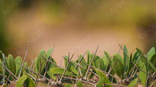 Euphorbia milii plant for background photo