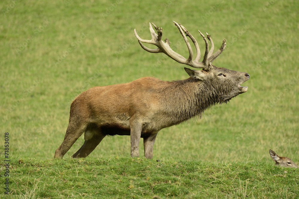 Höhepunkt der Hirschbrunft Höhepunkt der Hirschbrunft