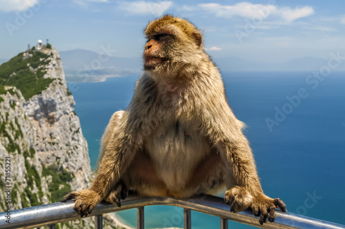 view of monkey on a balustrade of the building on the mountain, © jan_S