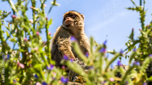view of monkey on a building on the mountain, gibraltar