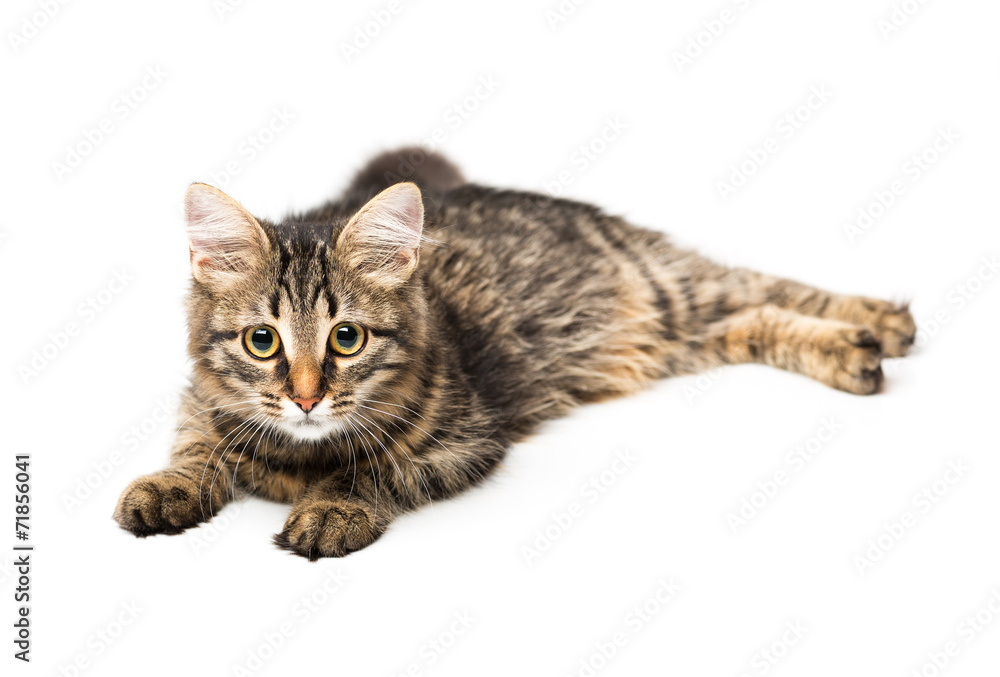 Cute kitten with isolated on white