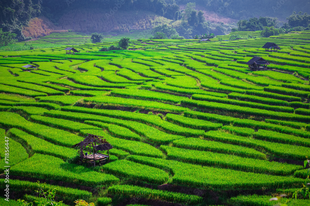Green Terraced Rice Field in Thailand