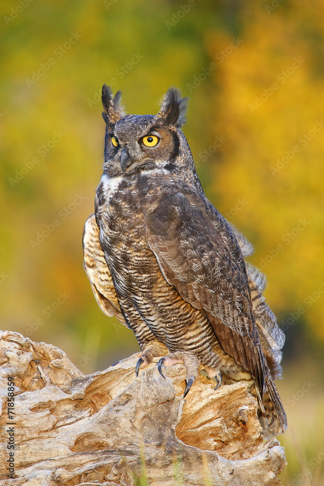 Obraz premium Great horned owl sitting on a stump