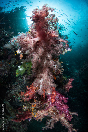 Soft Coral Colonies