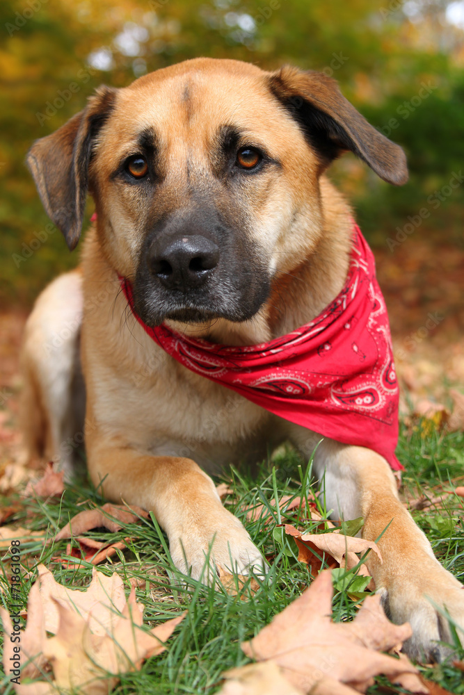 Large mixed breed dog in Autumn