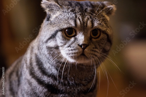 Tabby Scottish Fold cat © Anton Petukhov