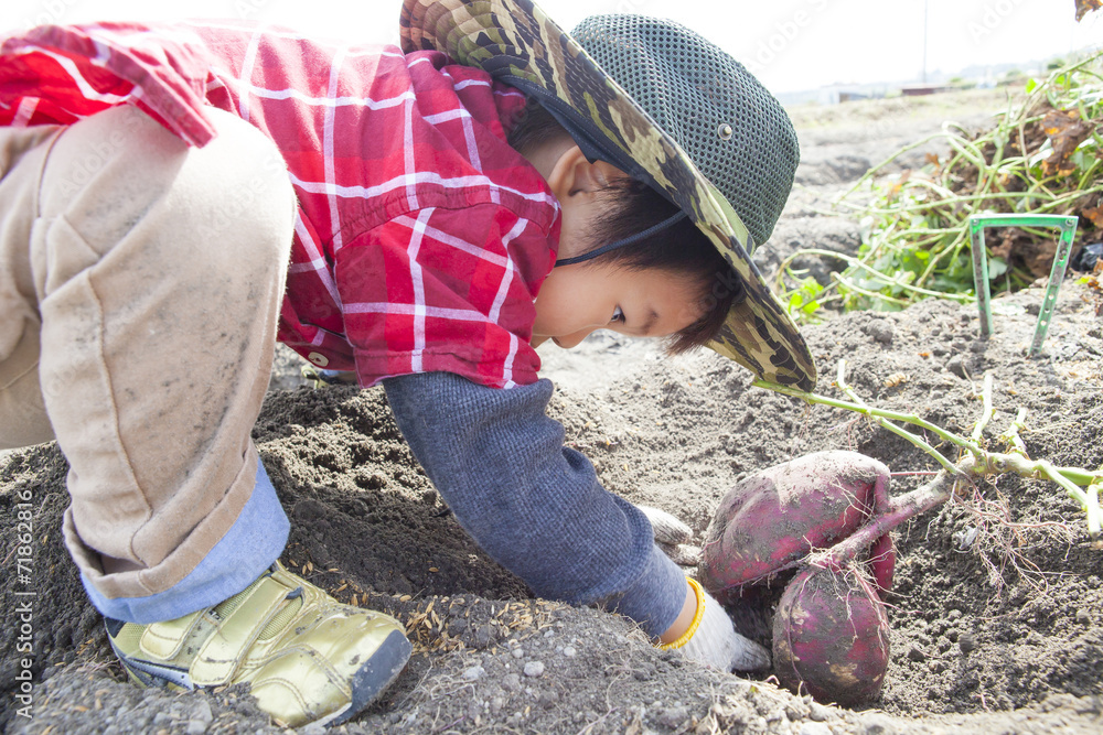 芋掘りをする子供